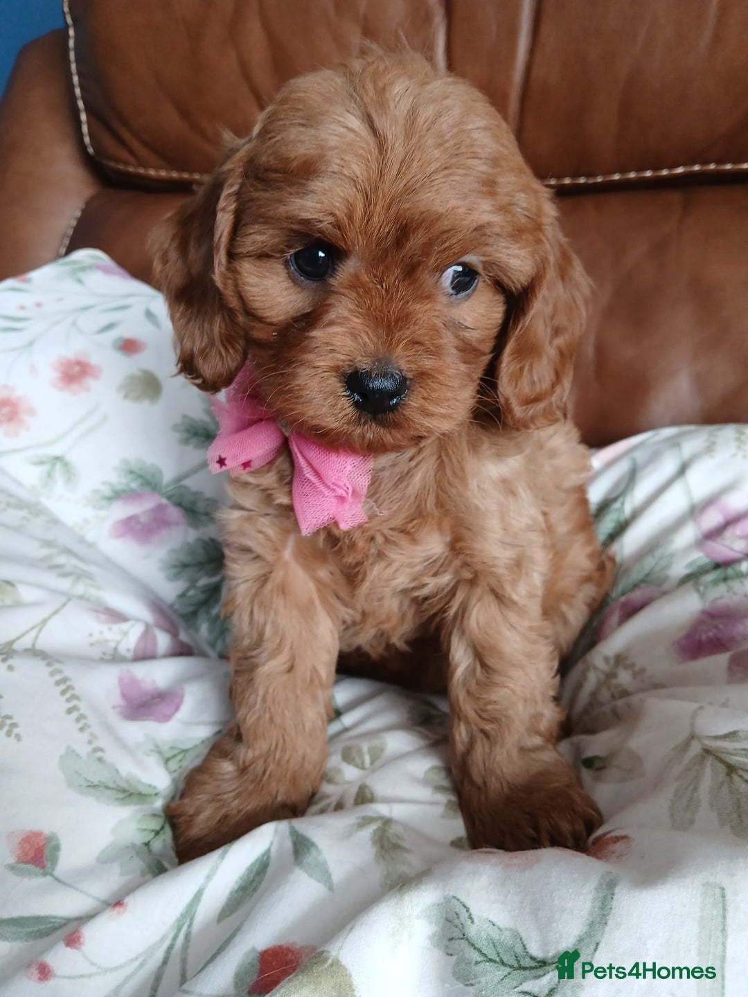 Cavapoo dogs for sale: Cavapoo puppies for sale - Image 13