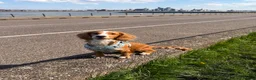 Cocker Spaniel dogs for sale: Lucky 8 month old cocker spaniel  in Wallasey - Advert 12