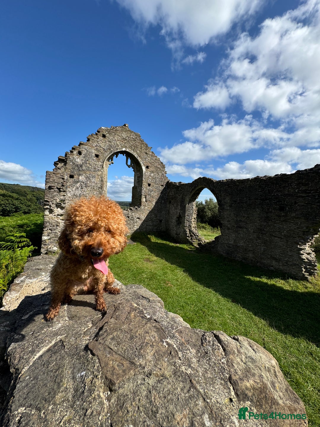 Miniature Poodle dogs for stud: Rufus  - Advert 15