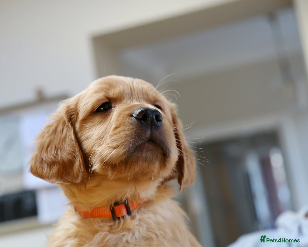 Golden Retriever dogs for sale: KC Registered Championship Line Golden Retrievers - Advert 24