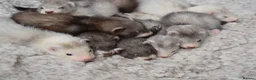 Ferret rodents for sale: Beautiful Kits  in Peterlee - Advert 2