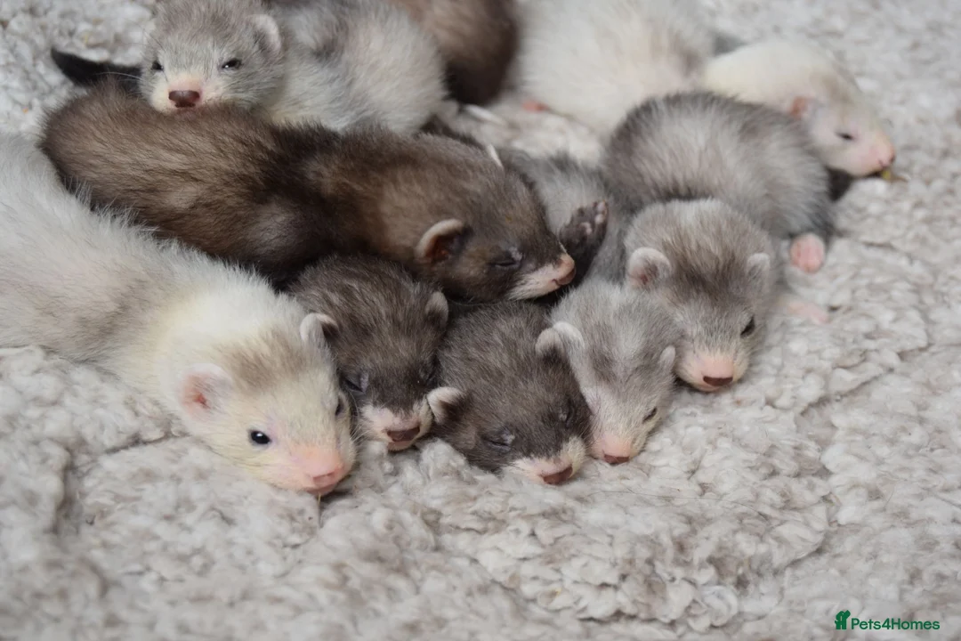 Ferret rodents for sale: Beautiful Kits  in Peterlee - Advert 2