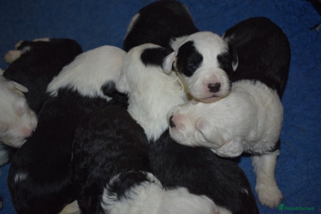 Old English Sheepdog dogs for sale: Stunning Old English Sheepdog Puppies KC Reg - Image 8