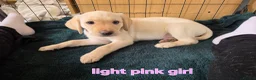 Labrador Retriever dogs for sale: Ready to leave labrador puppies 2girl 3male left  - Advert 25