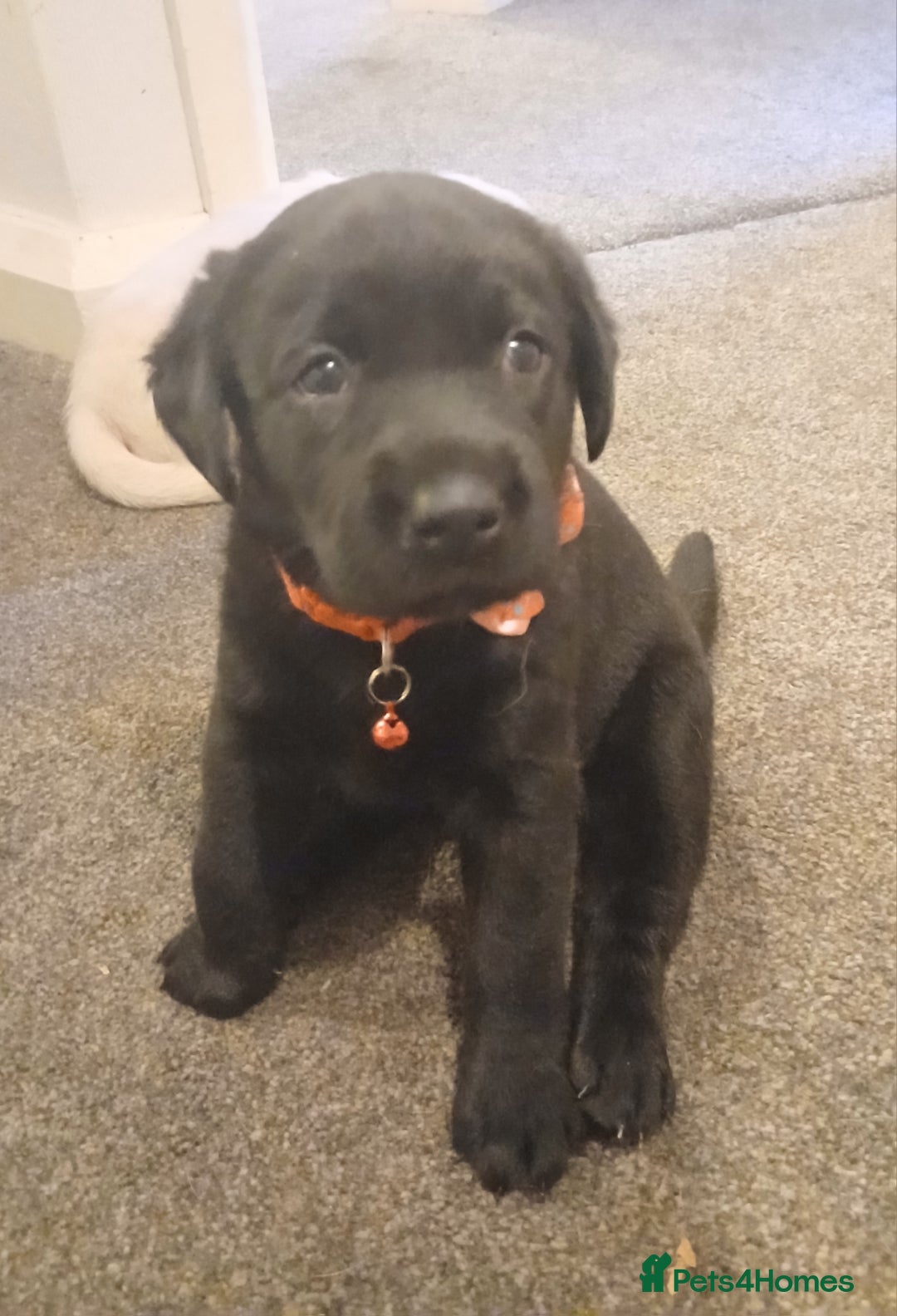 Labrador Retriever dogs for sale: 3 gorgeous playful labrador puppies available - Image 3