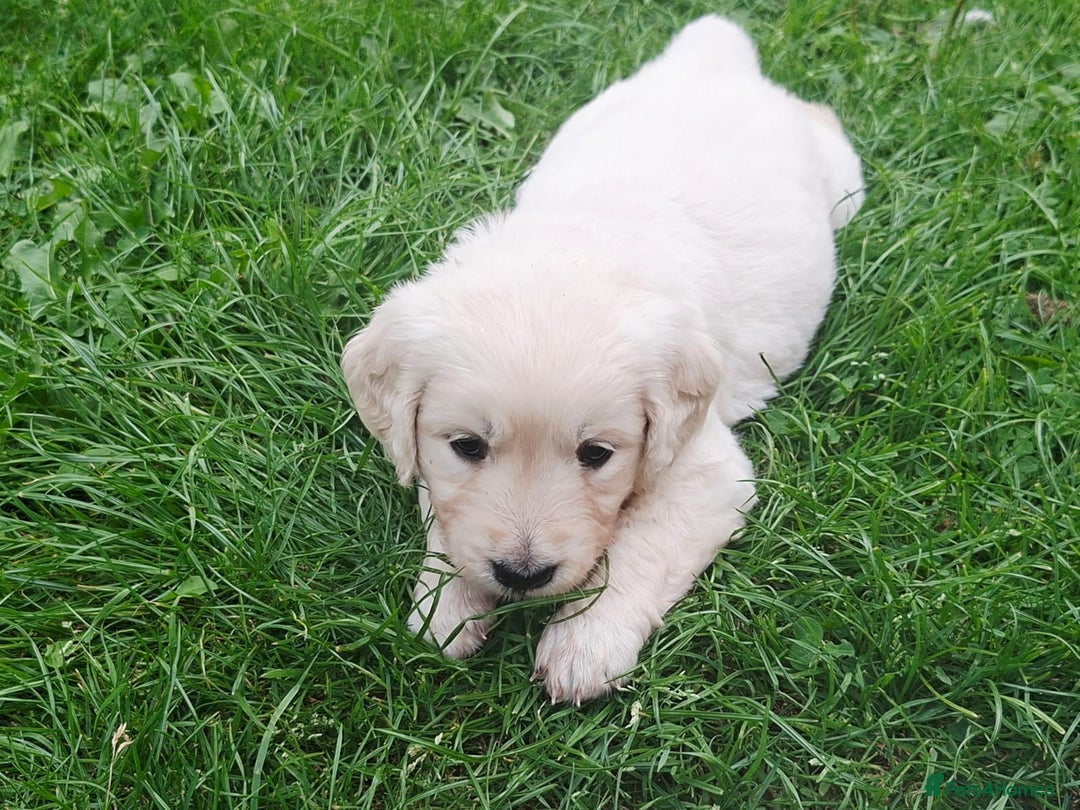 Golden Retriever dogs for sale: Cream Golden Retriever Puppies –Family Raised  - Image 16