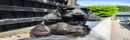 Cocker Spaniel dogs for sale: 3 PURE SHOW BLACK COCKER SPANIEL PUPPIES.  - Advert 5