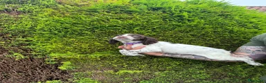 English Springer Spaniel 5