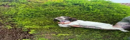 English Springer Spaniel dogs for sale: Excellent quality kc springer spaniel pups  - Advert 11