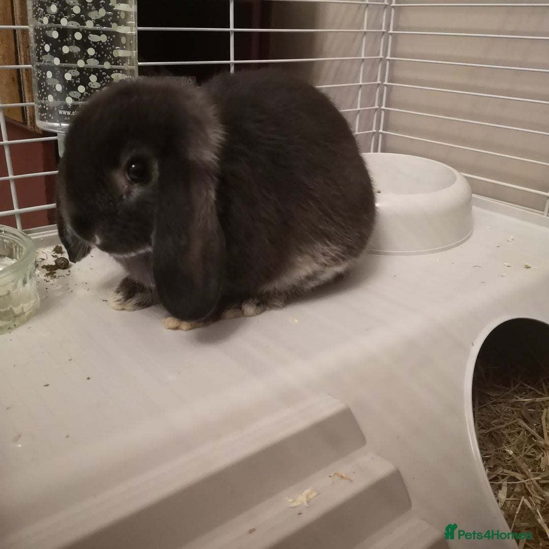 Mini Lop rabbits for sale: 2 mini lop males - Advert 6