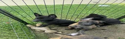 Belgian Shepherd Dog dogs for sale: Belgium malinois puppy’s for sale  in Crook - Advert 4