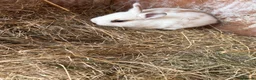 Mini Lion Lop rabbits for sale: Mini lion lops  - Advert 3