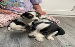 Jack Russell dogs for sale: 2 beautiful Jack Russell puppy girls left  - Image 15