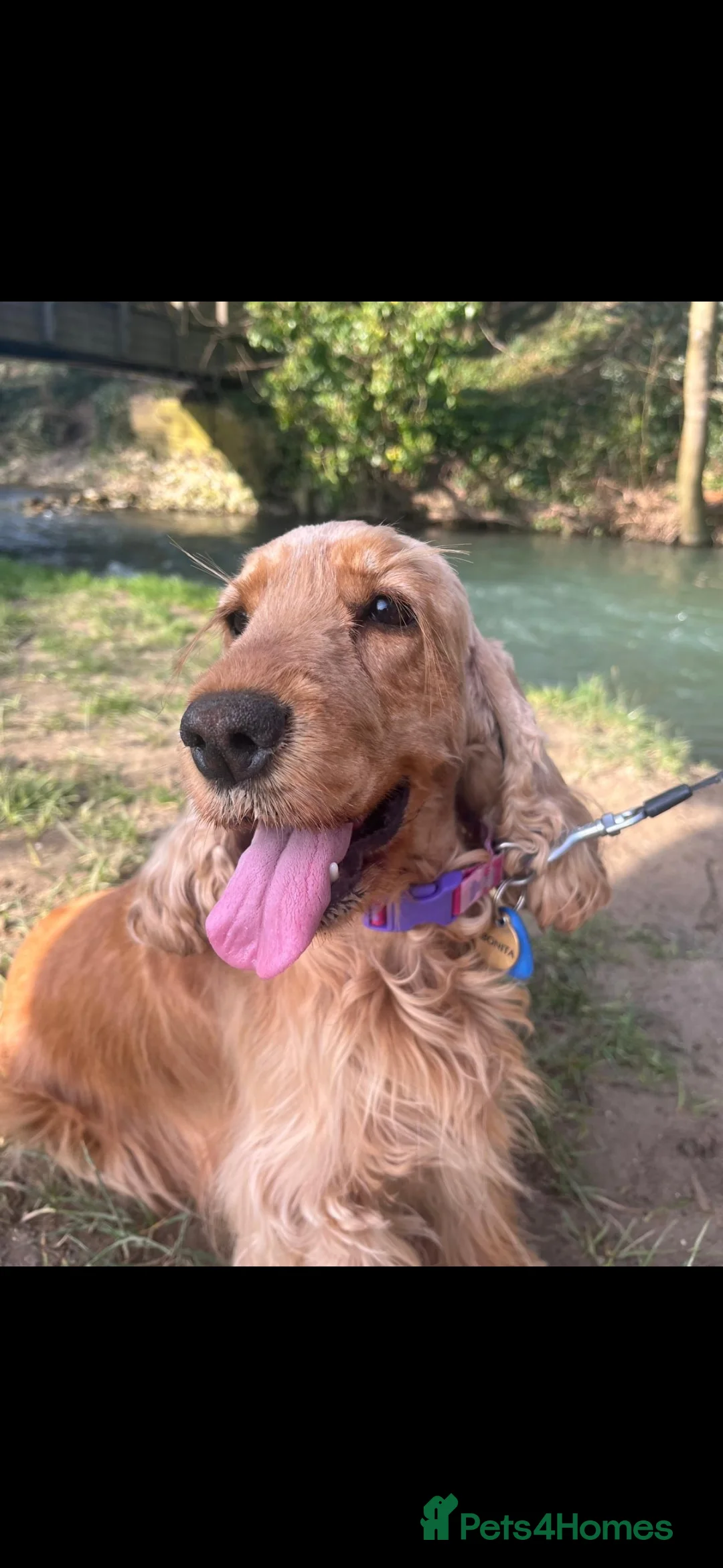 Cocker Spaniel dogs for sale: KC,DNa Clear for Adoption/ looking retirement 🏡  - Advert 2