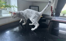 Bengal cats for sale: Beautiful soft silver girl TICA reg - Image 11
