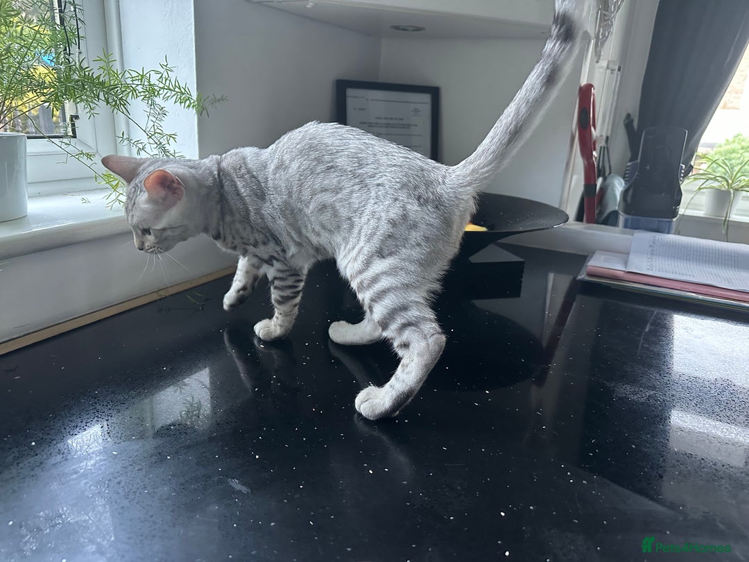 Bengal cats for sale: Beautiful soft silver girl TICA reg - Image 11