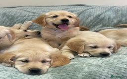 Golden Retriever dogs for sale: Quality Litter Of KC Reg Golden Retriever Puppies  - Image 3