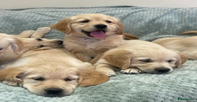 Golden Retriever dogs - Advert 13
