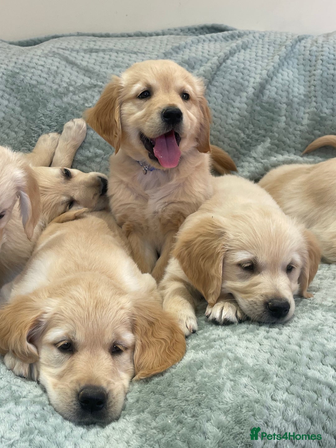 Golden Retriever dogs for sale: Quality Litter Of KC Reg Golden Retriever Puppies  - Image 3