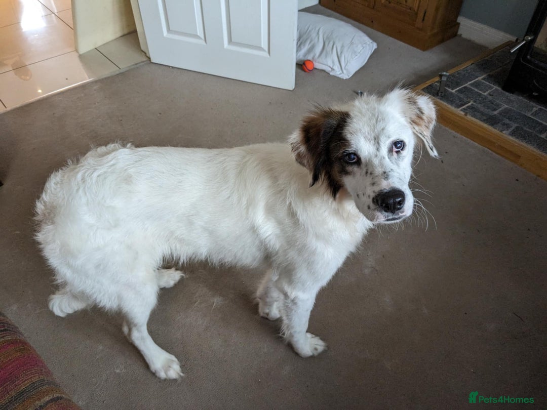 Mixed Breed dogs for adoption: Ned needs someone to believe in him 💙 - Advert 6