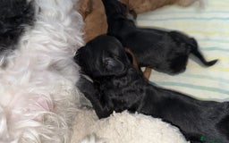 Cavapoo dogs for sale: Miniature CavaPoos - Image 2