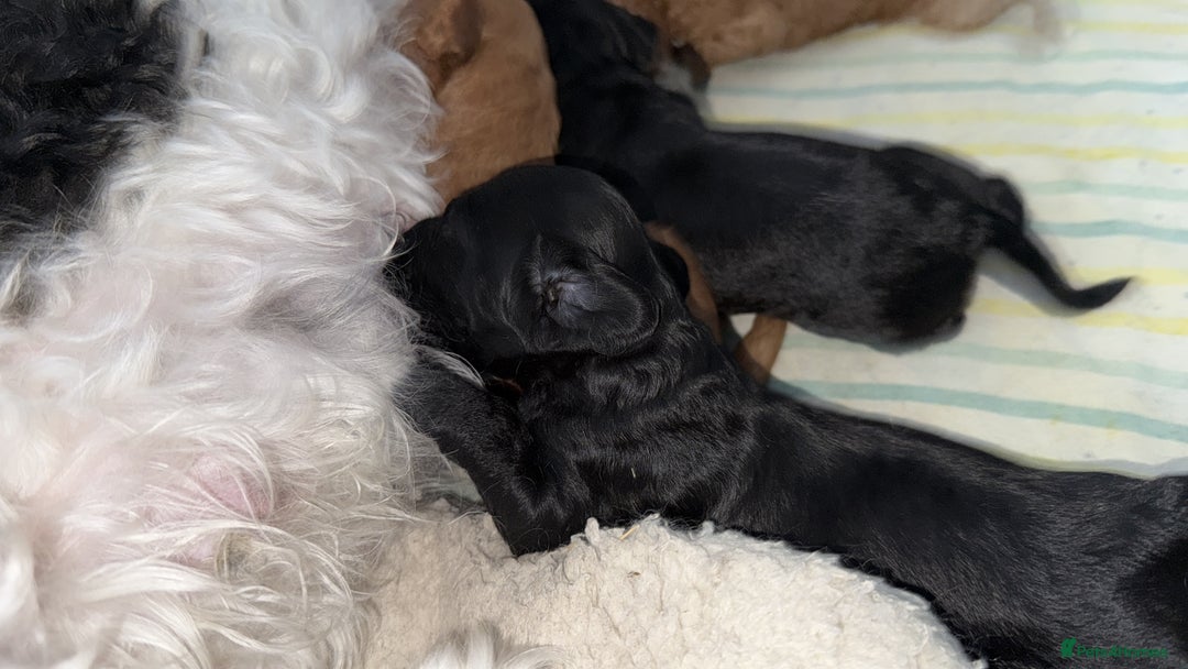 Cavapoo dogs for sale: Miniature CavaPoos - Image 2