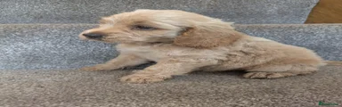 Cockapoo 1