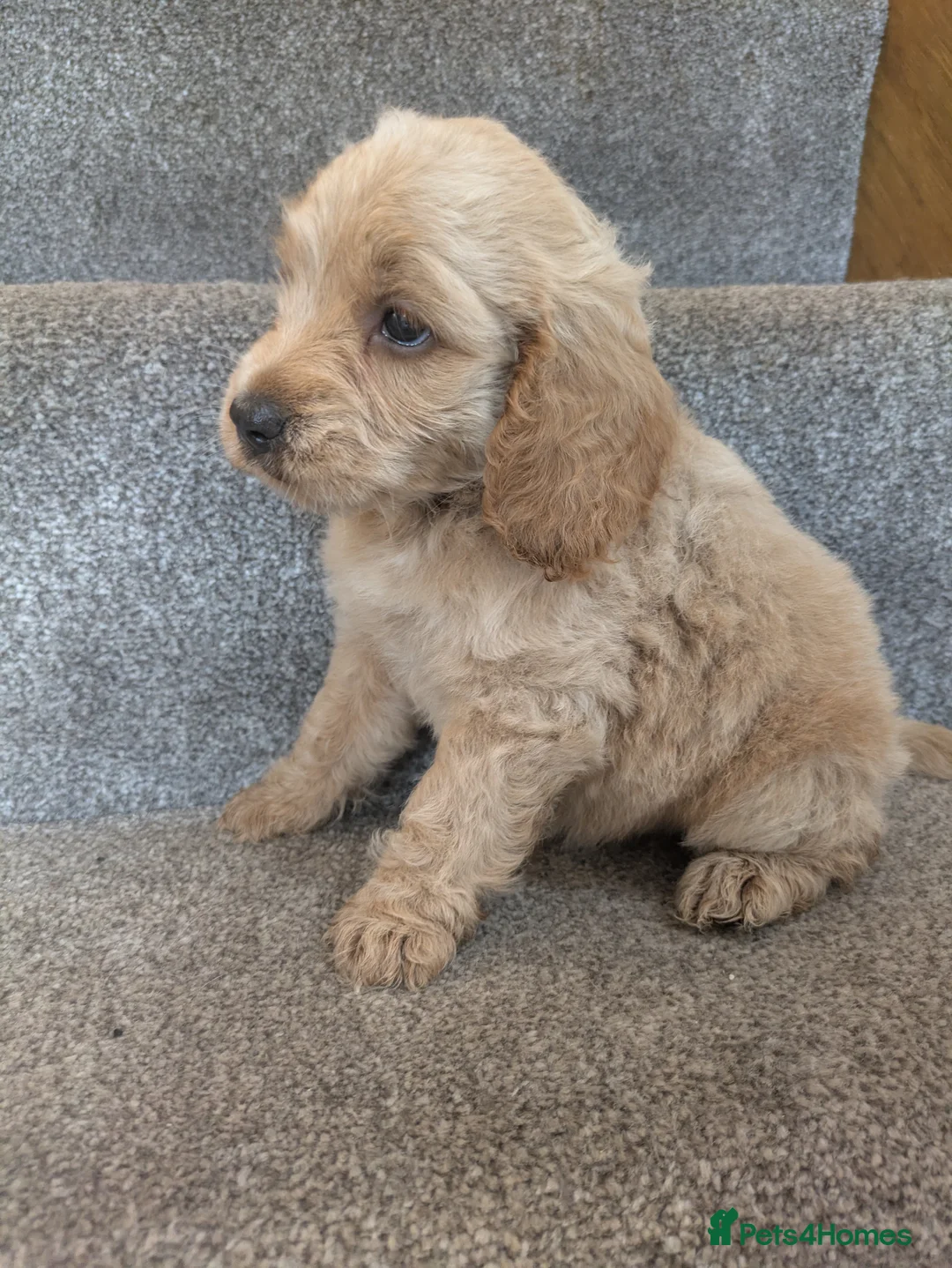 Cockapoo dogs for sale: F1 Show/Toy Cockerpoo Puppies - Advert 12