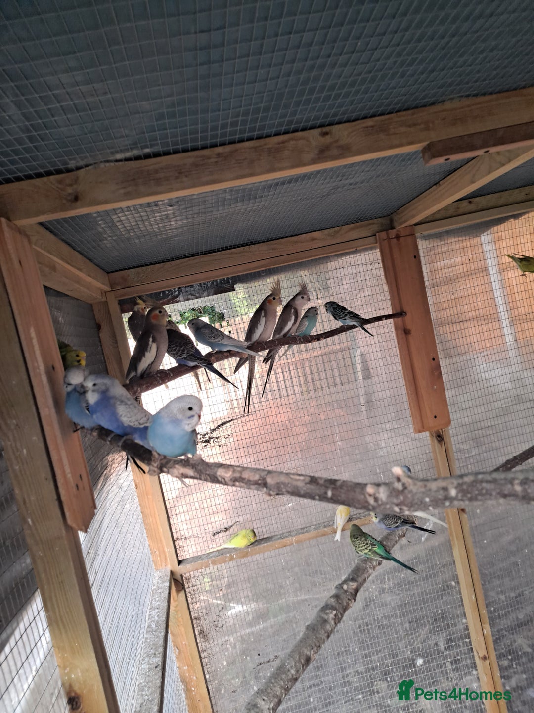 Budgerigars birds for sale: Silly hand tamed baby budgies for sale  - Image 14