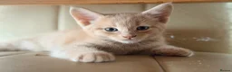Mixed Breed cats for sale: Maine Coon x British Shorthair  - Advert 6