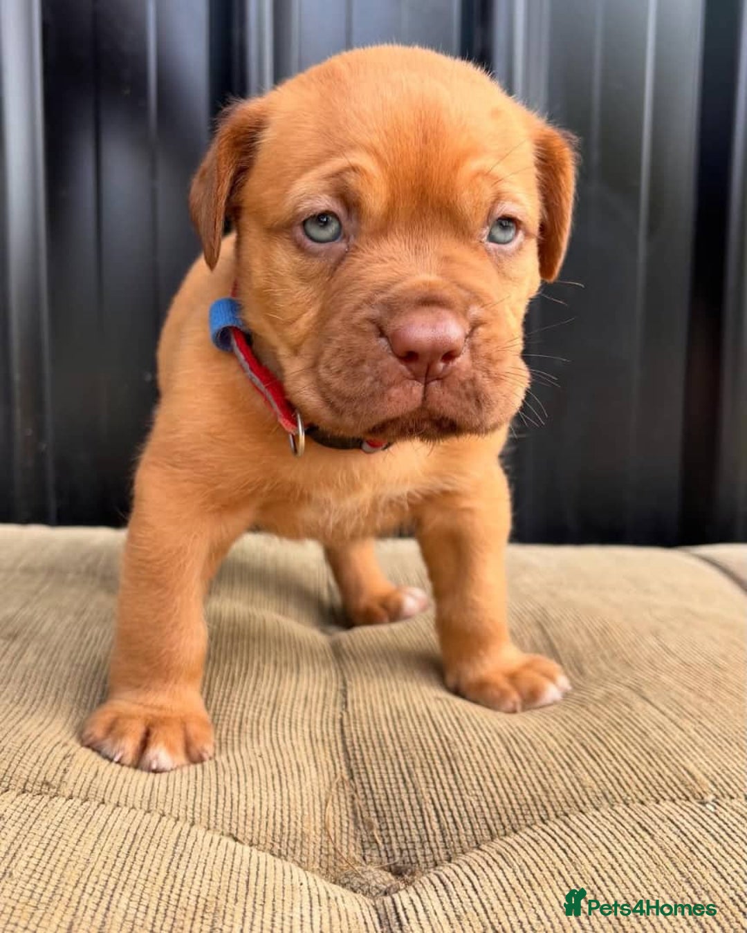 Dogue De Bordeaux dogs for sale: Majestic Dogue de Bordeaux Puppies for Rehom🐾👑 - Advert 16