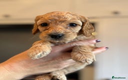 Cockapoo dogs for sale: Stunning litter of F1bb cockapoo’s  - Advert 7