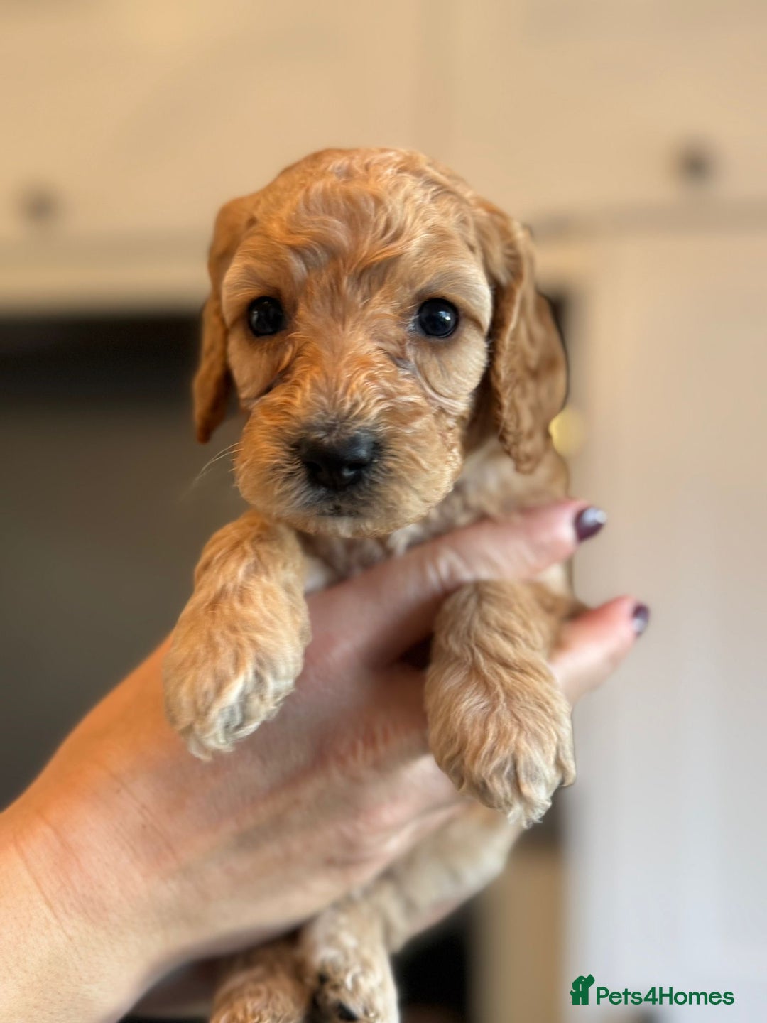 Cockapoo dogs for sale: Stunning litter of F1bb cockapoo’s  - Advert 7