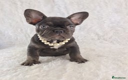 French Bulldog dogs for sale: Classic French Bulldog Puppies  - Image 14
