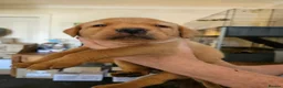 Labrador Retriever dogs for sale: KC Registered Pedigree Labrador Pups  - Advert 10