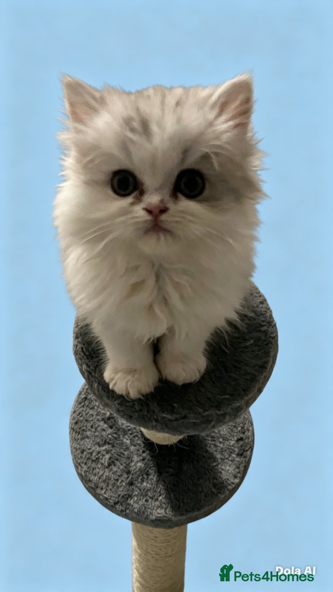 Persian cats Adorable silver tip pure Persian girl  - Advert 8