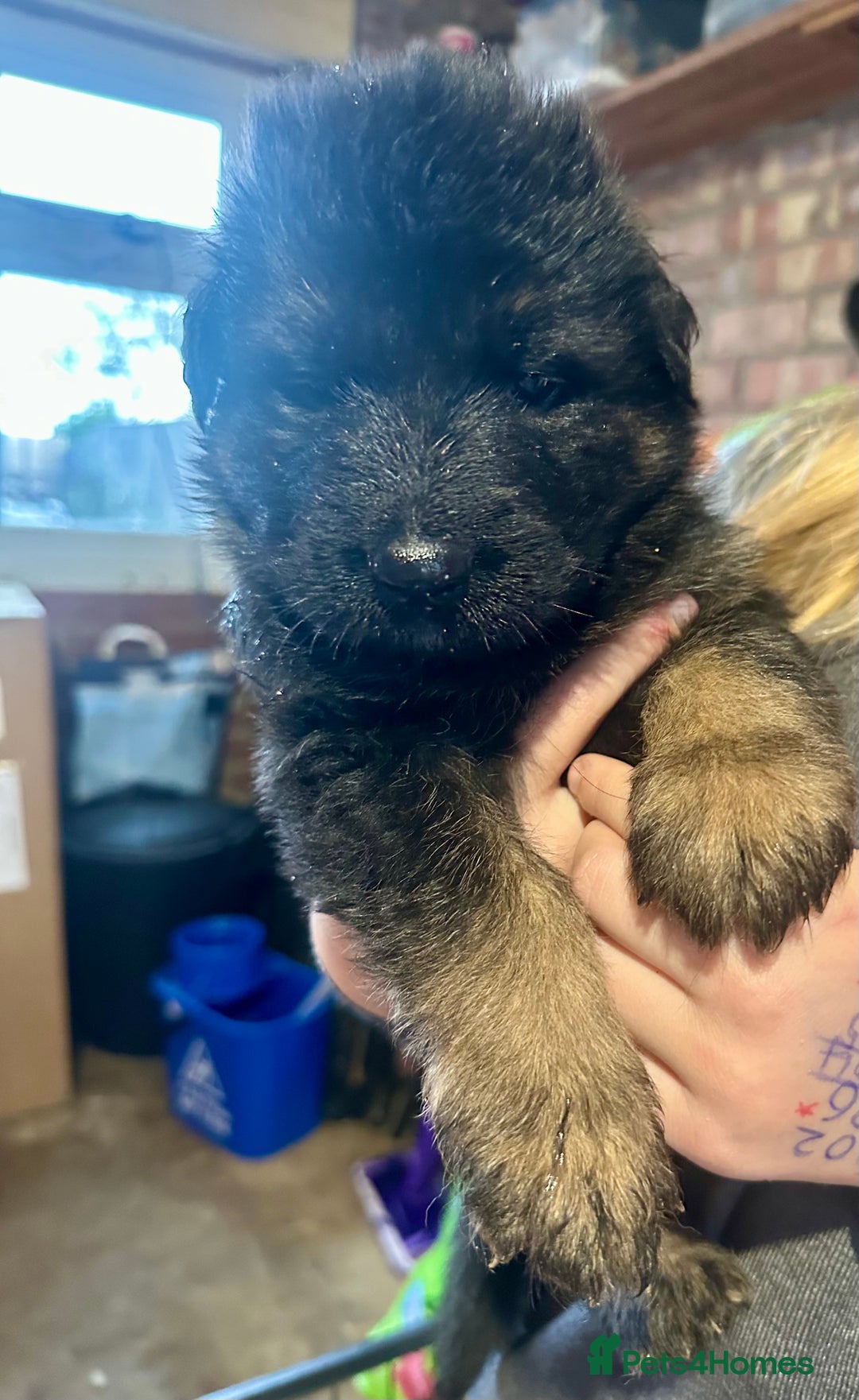 German Shepherd dogs for sale: Beautiful Litter of German Shepherd Puppies - Image 2