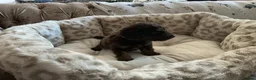 Aussiedoodle dogs for sale: Stunning F1B Aussiedoodle puppies - Advert 2