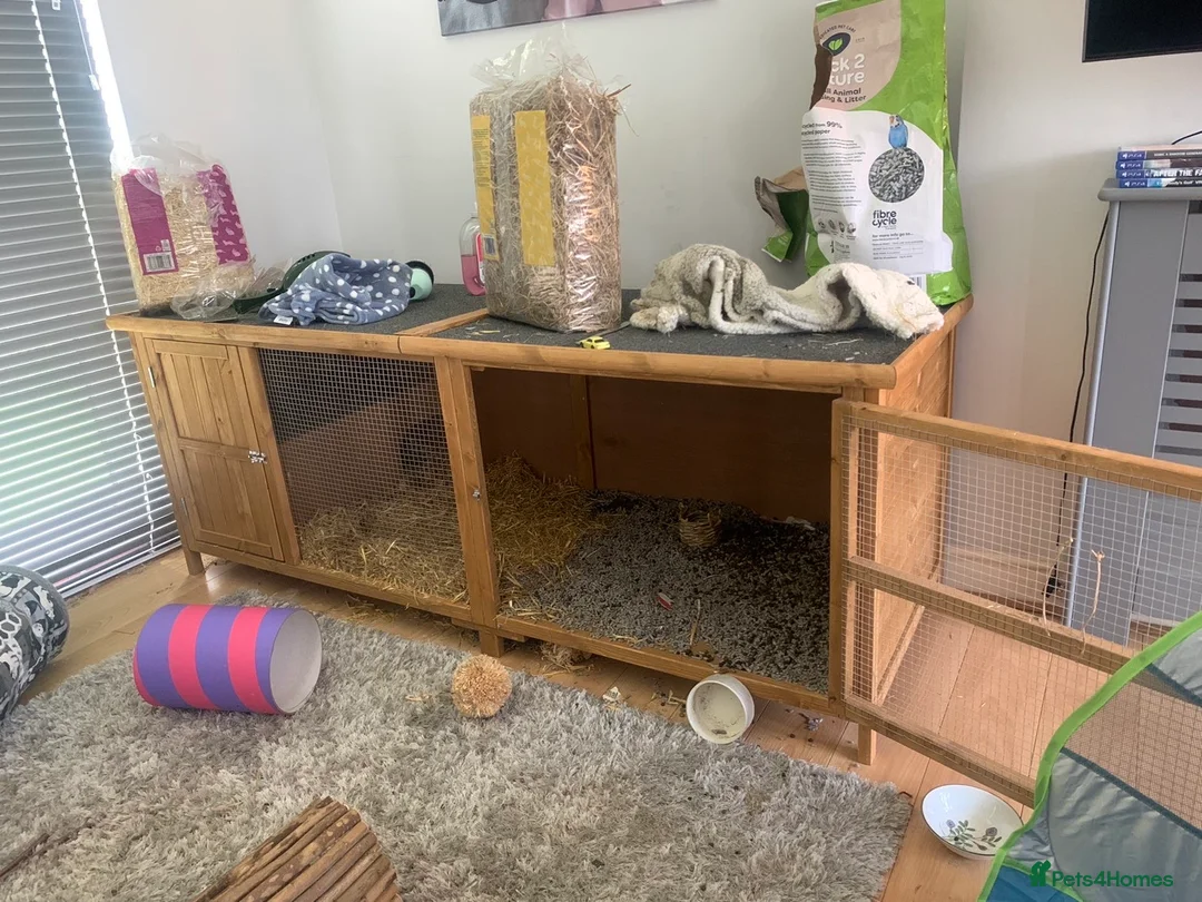 English Lop rabbits for sale: 2 brother rabbits - Advert 3