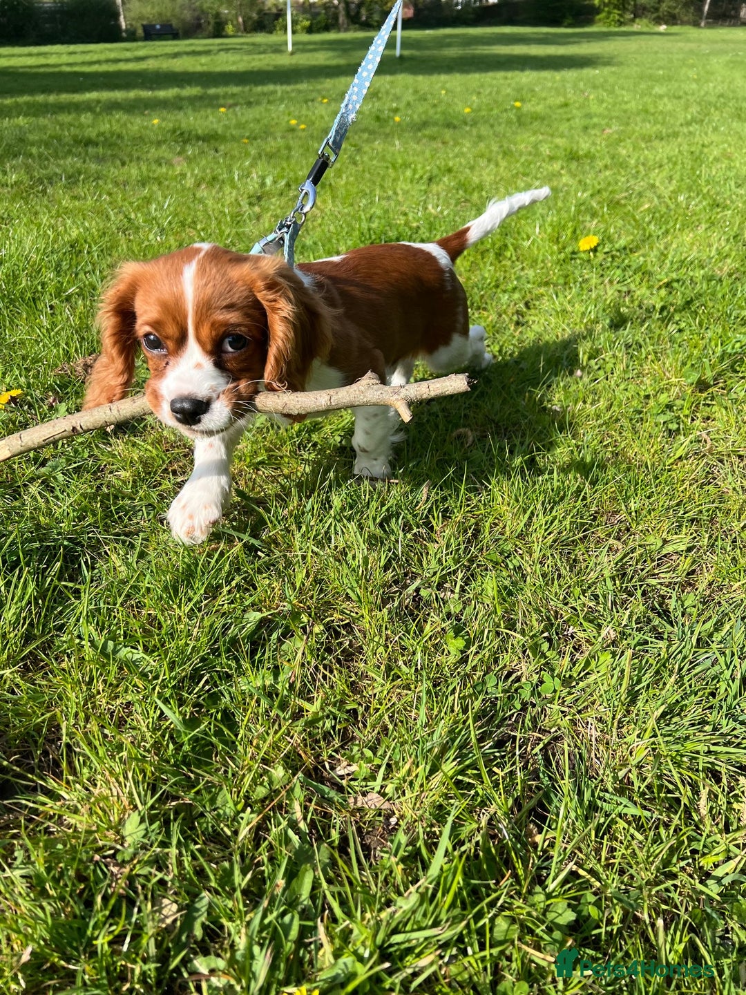 Cavalier King Charles Spaniel dogs for sale: 11 month King Charles Cavalier - Advert 5