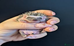 Pygmy Hedgehog rodents for sale: Gorgeous APH hedgehogs  - Image 15