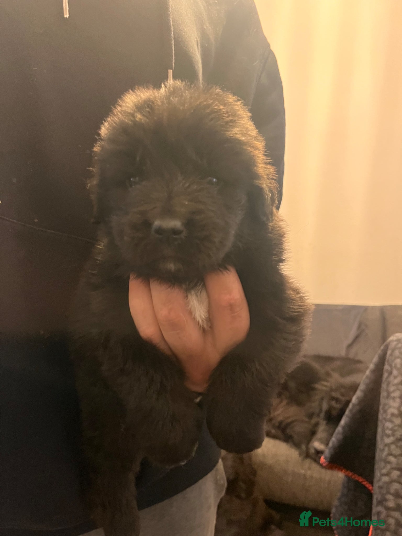 Mixed Breed dogs for sale: Black & landseer Newfoundland puppies  - Advert 23