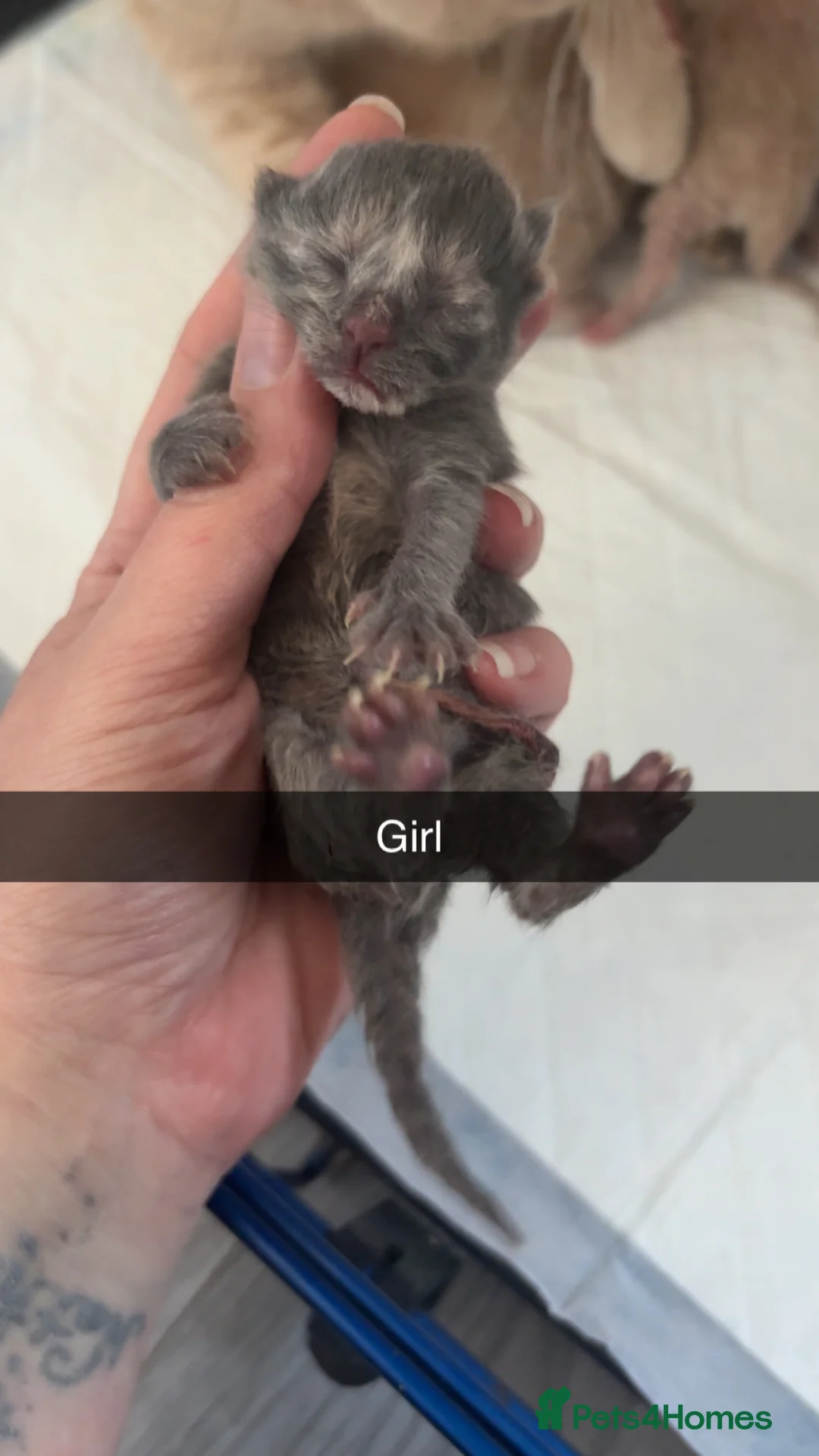 British Shorthair cats for sale: British shorthair  in Ruthin - Advert 2