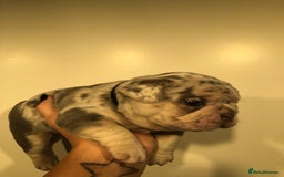 French Bulldog dogs for sale: Two boys  - Advert 10