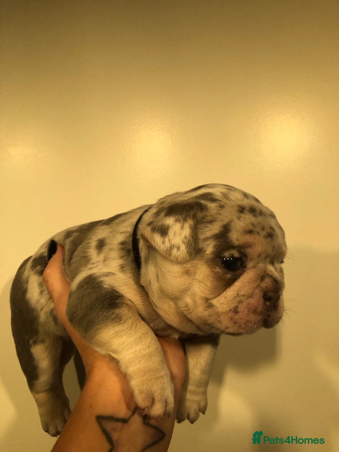 French Bulldog dogs for sale: Two boys  - Advert 10