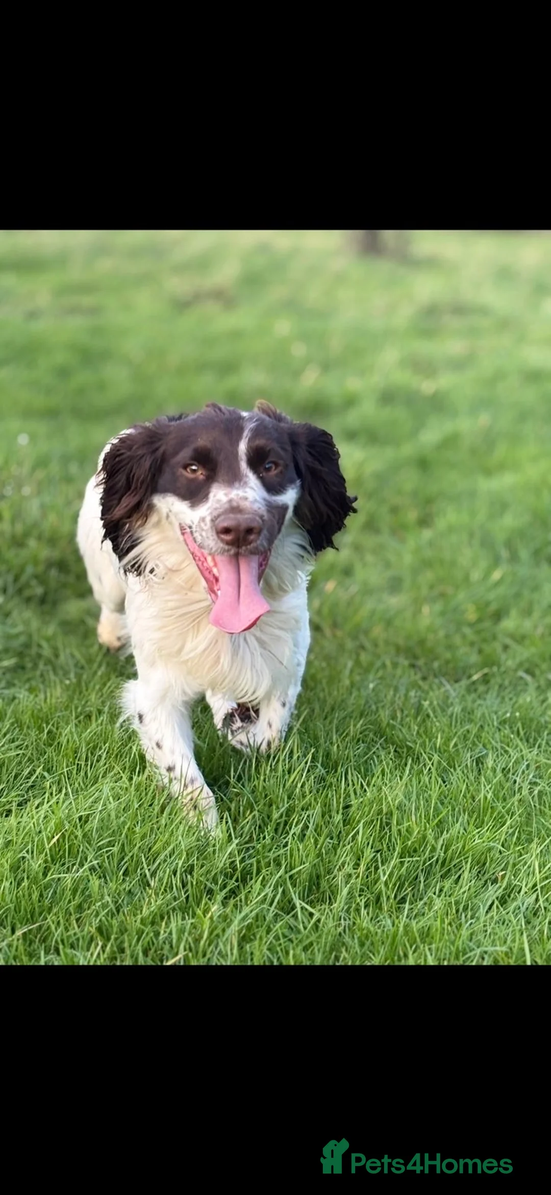 Cocker Spaniel dogs for sale: Purebred cocker spaniel  - Advert 6