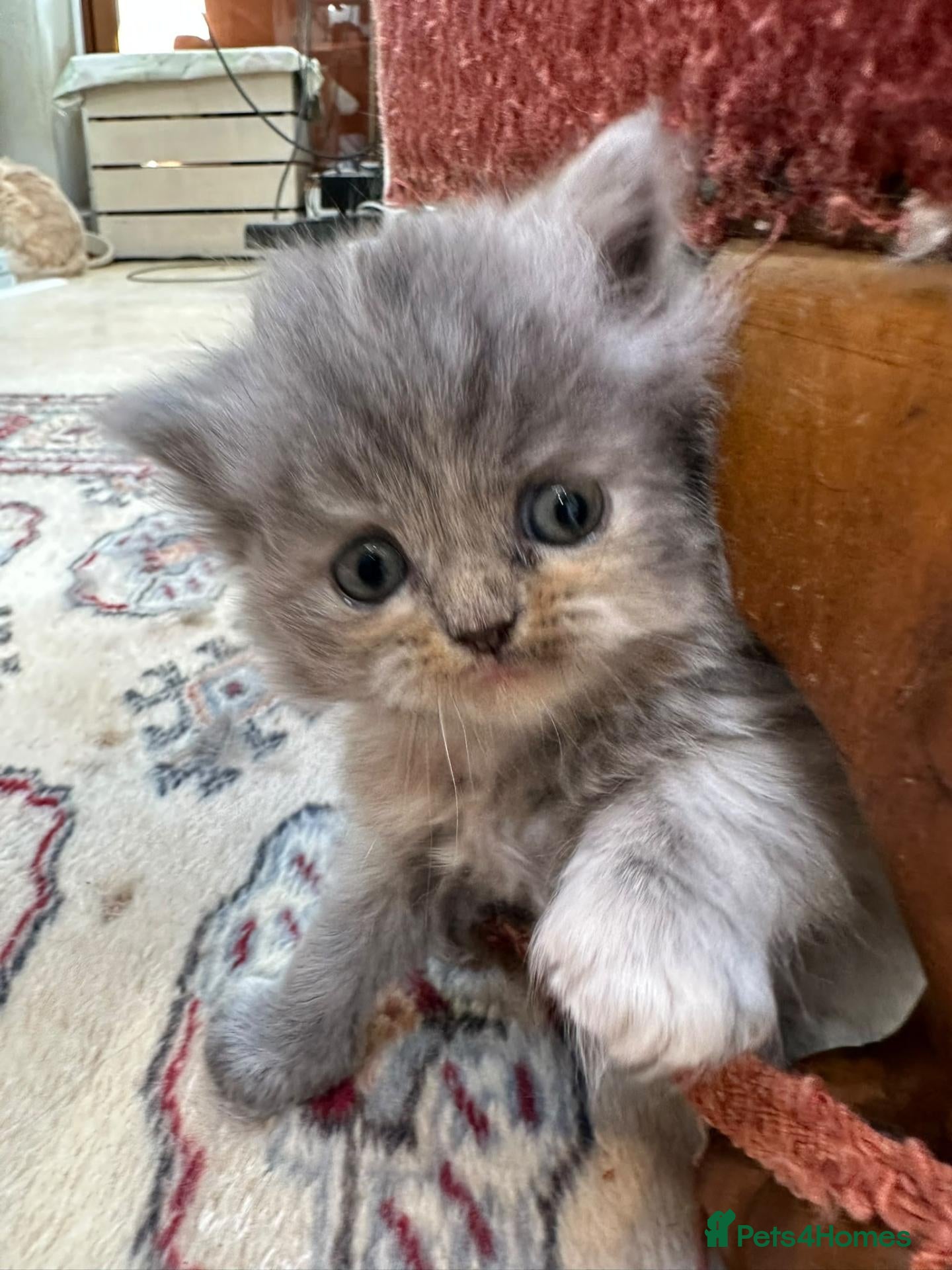 Persian cats Pure-bred Persian Kittens - Reserve Now - £750 - Advert 1