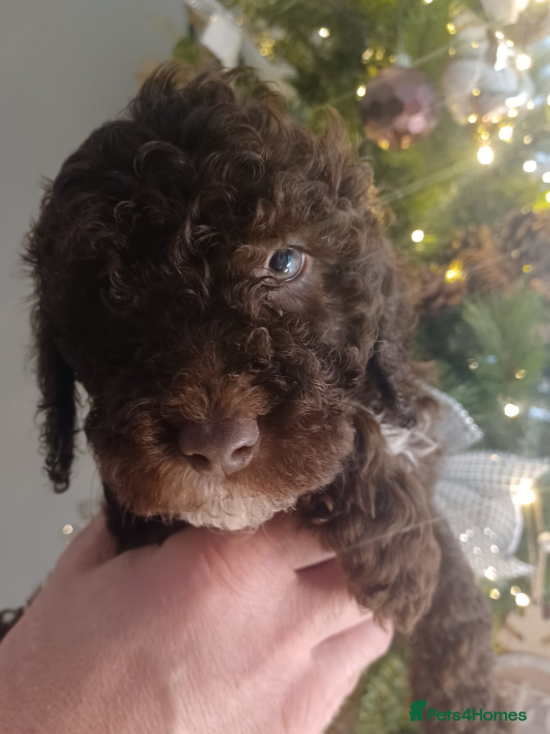 Cavapoo dogs for sale: 🐶  Cavapoo/ miniature poodle 🐶  - Advert 20