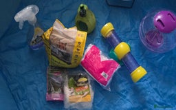 Hamster rodents for sale: Syrian female hamster no offers - Image 8