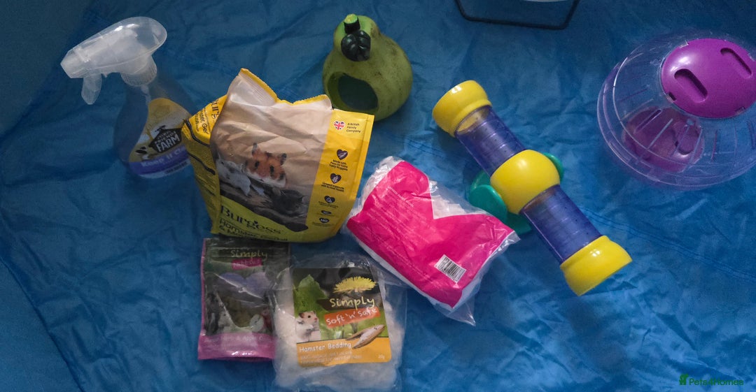 Hamster rodents for sale: Syrian female hamster no offers - Image 8